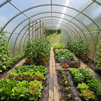 Modular Steel Tunnel Greenhouse | Width 4m